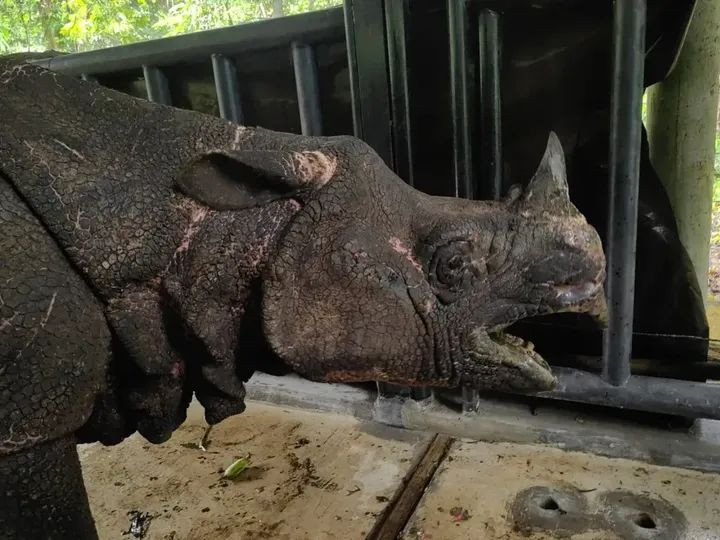 Satgas TNI Translokasi Badak Jawa di TN Ujung Kulon, Kerahkan Ranpur KAPA K-61
