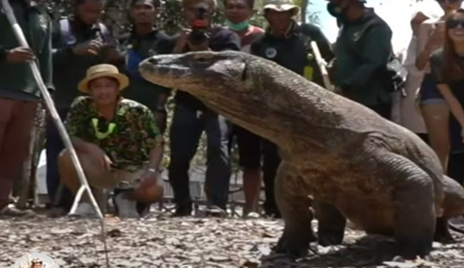 2 Pelaku Pencurian Komodo Ditangkap Polda Jatim