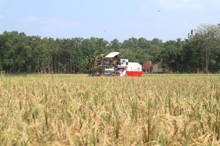 Siap Hadapi El Nino, Stok Beras 11 Bulan Aman