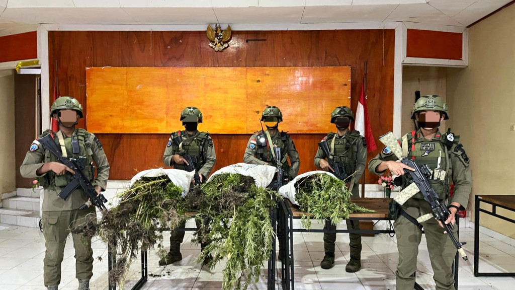 Tim Gabungan Satgas Cartenz 2026 Temukan Ladang Ganja di Pegunungan Bintang, 226 Batang Diamankan
