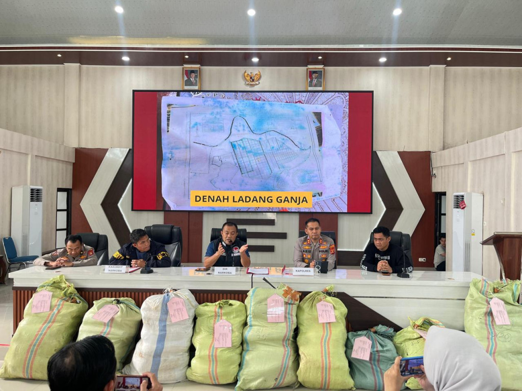 Beroperasi Sejak 2024, Ladang Ganja 20 Hektare di Sumsel Diungkap - 220 Kg Disita