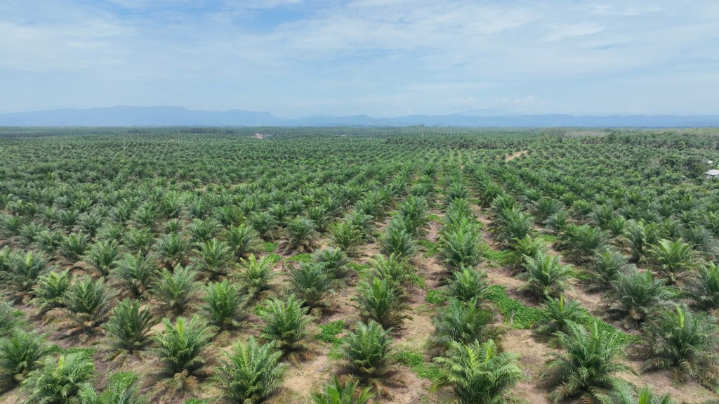 PalmCo Genjot Transformasi Kebun Rakyat Ditengah Produksi CPO Stagnan